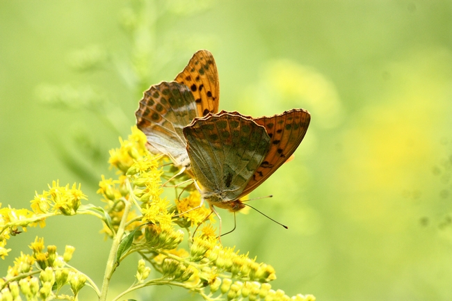 Farfalle e ambienti del parco del Ticino